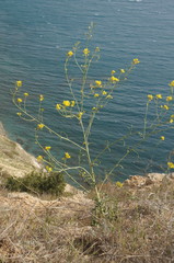 Brassica elongata pinnatifida