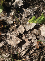 Populus fremontii fremontii