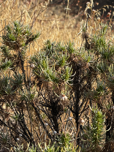 Ericameria linearifolia, 2026-09-17