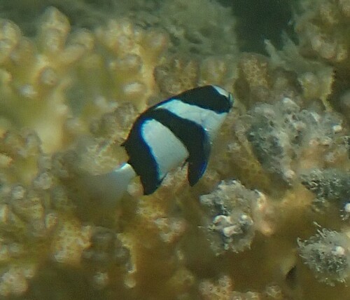 Humbug Dascyllus