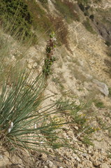 Asphodeline taurica