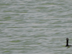 Podiceps nigricollis