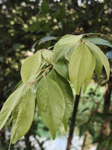 Lindera communis observed 2026-09-18