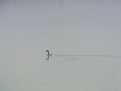 Aechmophorus clarkii