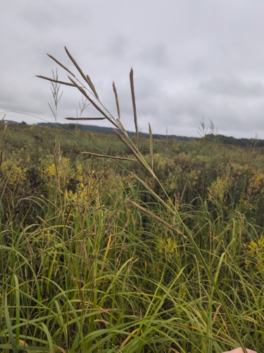 prairie cordgrass