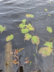 Nuphar variegata, photograph (c) Charlie Pavlisich, some rights reserved (CC BY)