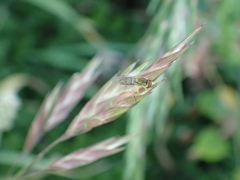 Toxomerus marginatus