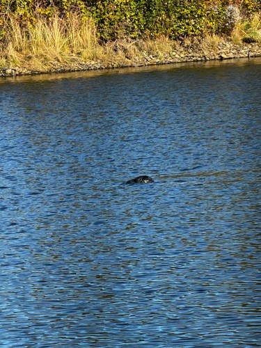 Harbor Seal