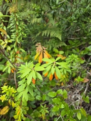 author not stated, no rights reserved Rhododendron columbianum, photograph author not stated, no rights reserved