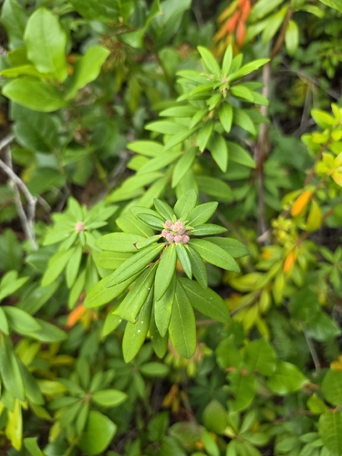 Rhododendron columbianum, photograph 3