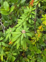 author not stated, no rights reserved Rhododendron columbianum, photograph author not stated, no rights reserved