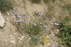 Linum lanuginosum