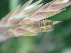 Toxomerus marginatus