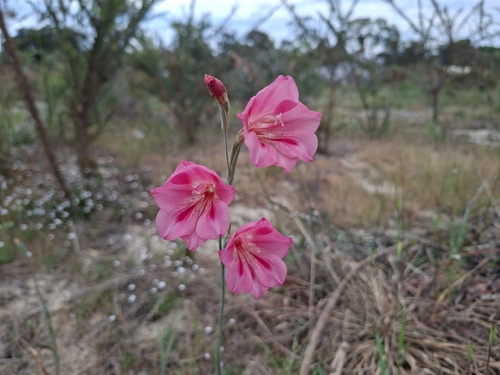 Gladiolus caryophyllaceus, photograph 6