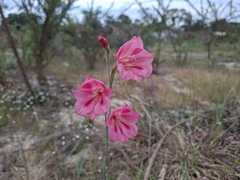 Gladiolus caryophyllaceus, photograph author not stated, no rights reserved