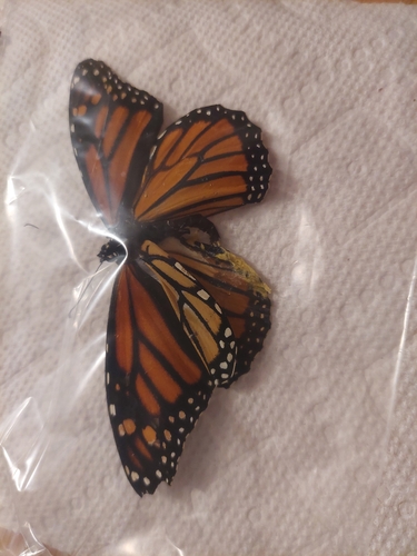Monarch