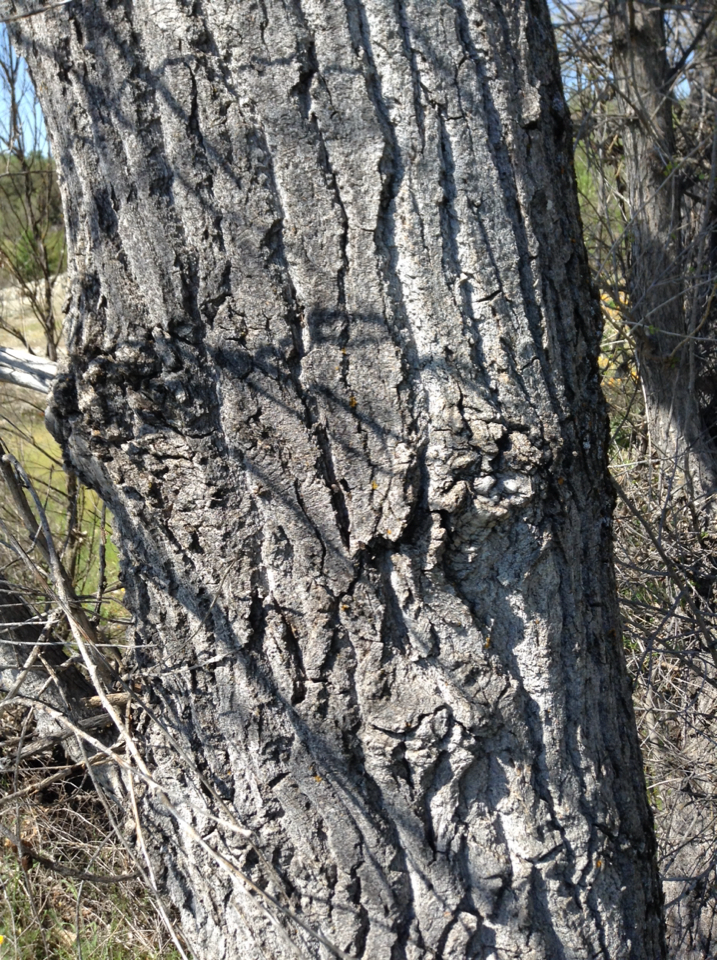 Fremont cottonwood (Plants of Lake Mead National Recreation Area ...