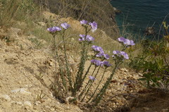 Linum lanuginosum