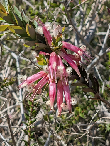 Styphelia triflora observed 2026-09-18