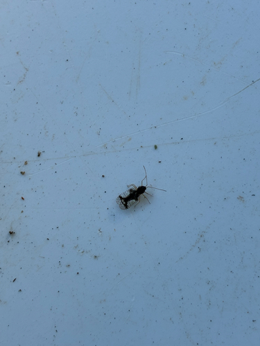 Andromeda Lace Bug