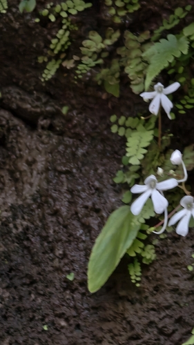 Impatiens acaulis observed 2026-09-17