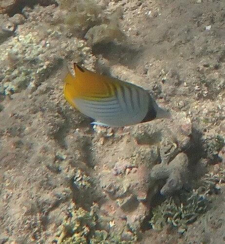 Threadfin Butterflyfish
