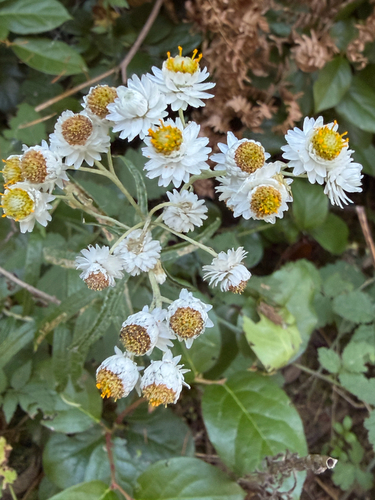 pearly everlasting