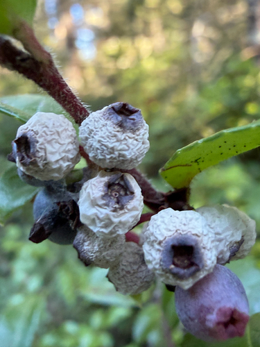 Monilinia sp. 'CA01'