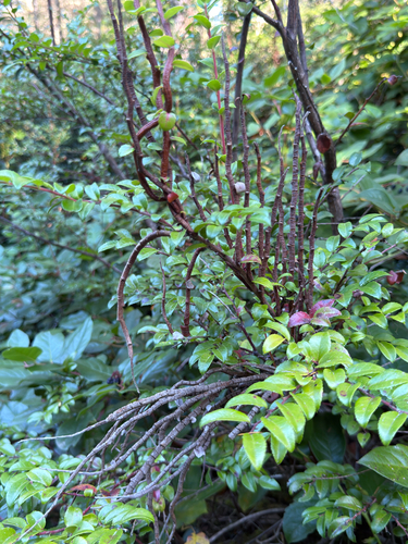 Calyptospora ornamentalis