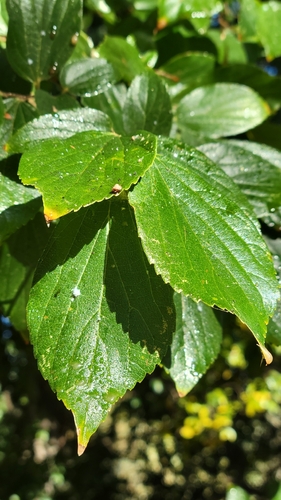 Chinese Hackberry