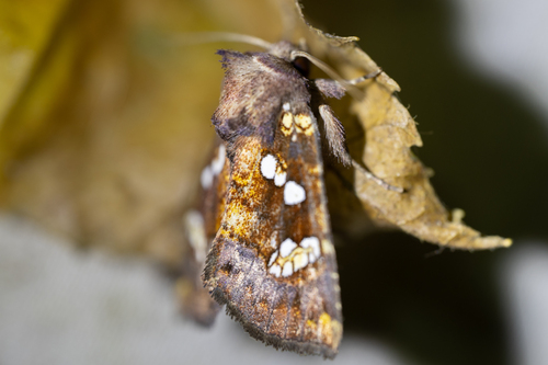 Turtlehead Borer Moth (Papaipema nepheleptena)