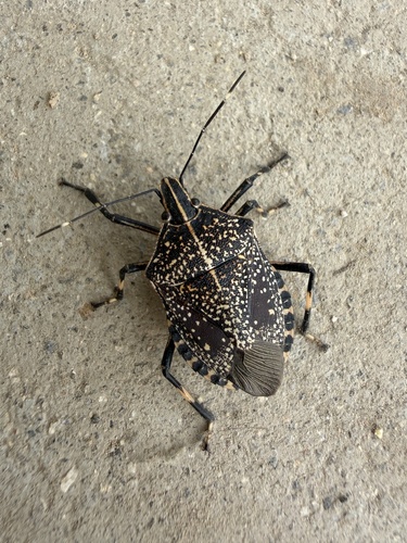 Yellow-spotted Stink Bug