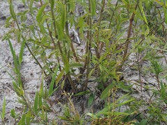 Eupatorium mohrii, photograph (c) carter, some rights reserved (CC BY)
