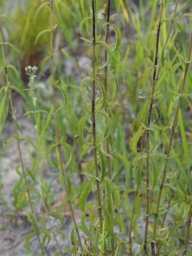 Eupatorium mohrii, photograph 3