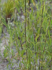 Eupatorium mohrii, photograph (c) carter, some rights reserved (CC BY)