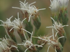 Eupatorium mohrii, photograph (c) carter, some rights reserved (CC BY)