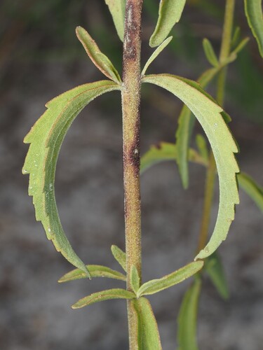Eupatorium mohrii, photograph 4