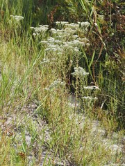 Eupatorium mohrii