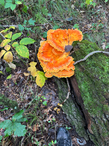 chicken of the woods