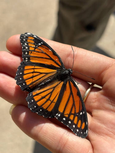 Viceroy
