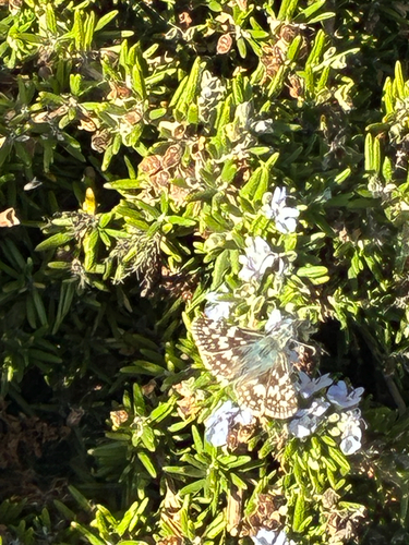 Common Checkered-Skipper