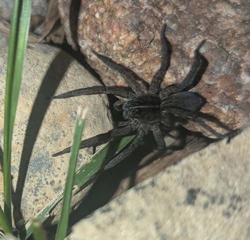 Tigrosa grandis