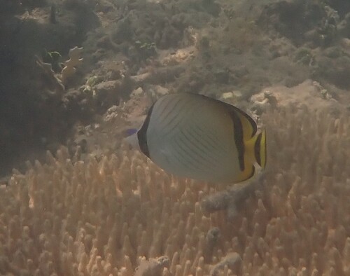 Vagabond Butterflyfish
