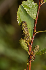 Betula pumila, photograph (c) daksu, some rights reserved (CC BY)