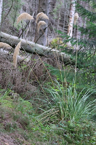 Austroderia richardii