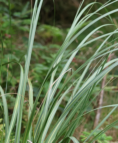 Austroderia richardii, photograph 3