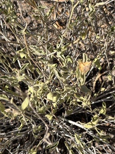 Hibiscus denudatus, photograph 5