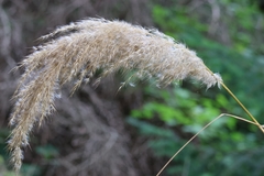 Austroderia richardii, photograph (c) ikelman, some rights reserved (CC BY)