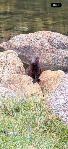 American Mink