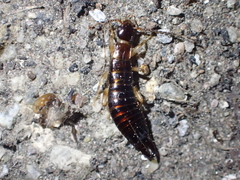 Euborellia annulipes